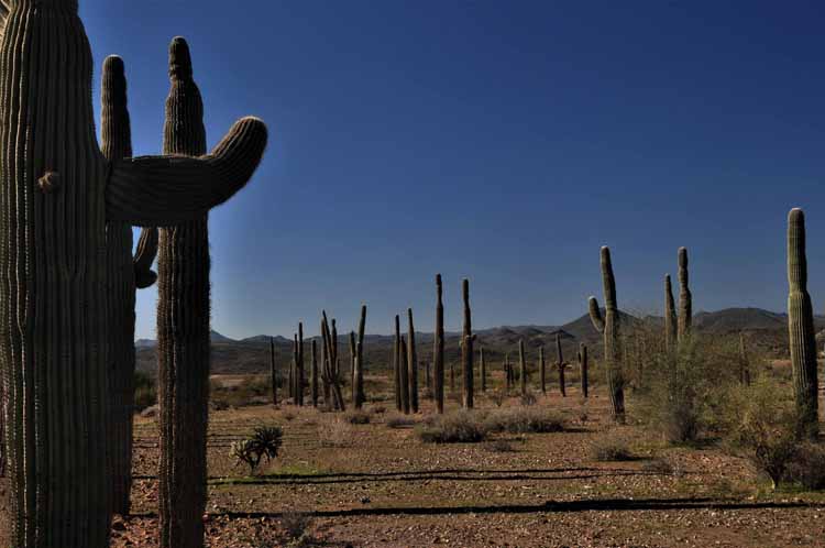 saguaro replant
